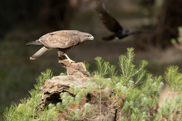 Common buzzard with the last lights of day in a pine and oak forest