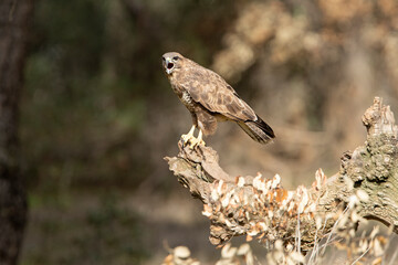 Common buzzard with the last lights of day in a pine and oak forest