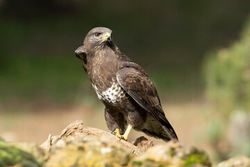 Common buzzard with the last lights of day in a pine and oak forest