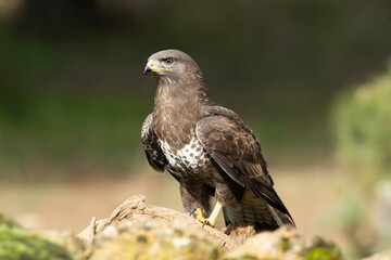 Common buzzard with the last lights of day in a pine and oak forest
