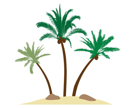 Beautiful palm trees with coconuts on island, sand, stones. Vector illustration