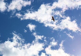 空に鳥のシルエット　春　風景