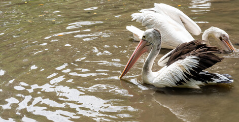 Great white or eastern white pelican, rosy pelican or white pelican is a bird in the pelican family