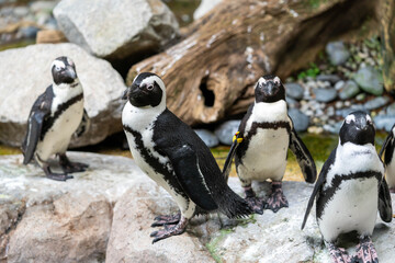 Fototapeta premium African penguin on the sandy beach. African penguin ( Spheniscus demersus) also known as the jackass penguin and black-footed penguin