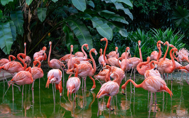 Fototapeta na wymiar Flock of Pink Caribbean flamingos in a pond in Jurong Bird Park Singapore