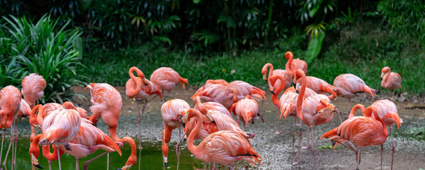 Naklejka premium Flock of Pink Caribbean flamingos in a pond in Jurong Bird Park Singapore