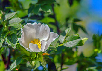 Fleur d'églantier des champs