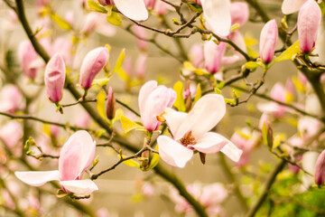Fototapeta na wymiar pink magnolia flowers in spring, magnolia bloom, plants in spring in Uzhgorod, nature awakening, large pink flowers, close-up magnolia petals, copy space