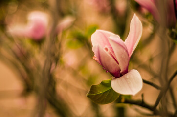 pink magnolia flowers in spring, magnolia bloom, plants in spring in Uzhgorod, nature awakening, large pink flowers, close-up magnolia petals, copy space
