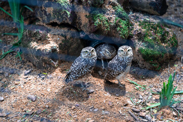 little owl, also known as the owl of Minerva, is a bird that inhabits much of the temperate and warmer parts of Europe, the Palearctic east to Korea, and north Africa