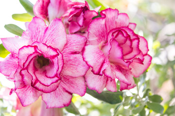 A beautiful, fresh, natural flower business in the backyard.