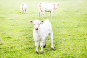 Pretty white calf with cows in the green field.