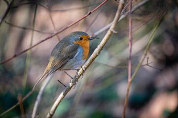 Fototapeta premium Rouge-gorge