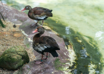 a lonely beautiful migratory wild duck floating on a pond, a brown plumage and a yellow beak, traces on the water behind a duck, a duck in a natural environment, daylight
