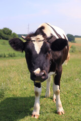 young calf in the meadow