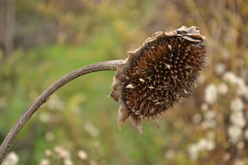 Dried sunflower flower in a private garden, Novi Sad, Serbia 