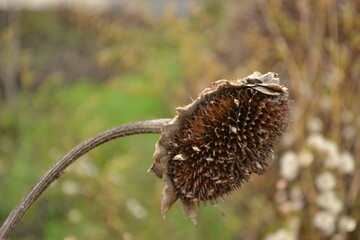 Dried sunflower flower in a private garden, Novi Sad, Serbia 