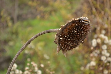 Dried sunflower flower in a private garden, Novi Sad, Serbia 