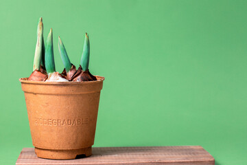 Tulip bulbs in a biodegradable pot. Copy space text. Ecologic biodegradable material concept. gardening without plastic