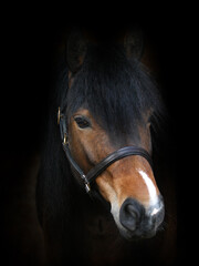 Bay Pony Headshot