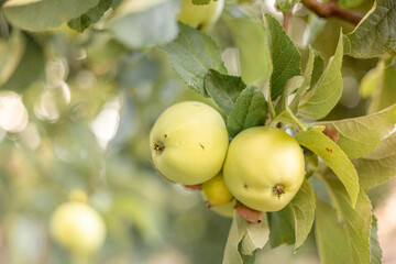 apples on tree