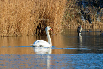 Un cygne nage vers un Héron Cendré