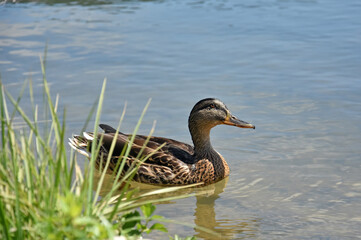 Mallard Ducks swimming in the river in summer time. Wild duck close to a river banks