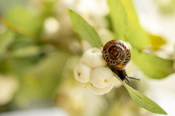 snail on a leaf