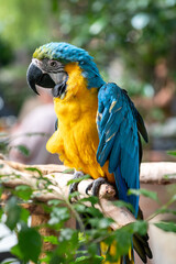 Yellow blue macaw with nice feathers in the forest.
