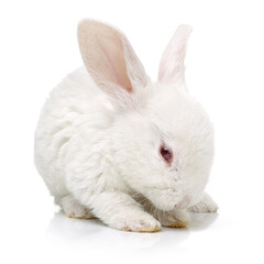 white rabbit on white background