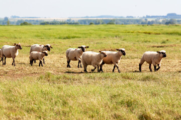 Obraz na płótnie Canvas Moutons de prés salés en Baie de Somme. Picardie. Hauts-de-France