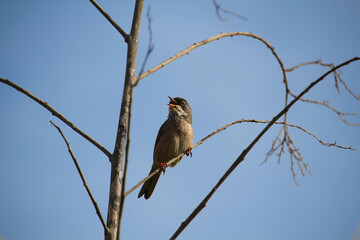 Male Sardinian warbler (Sylvia melanocephala) while singing its warning subsong (Tenerife, Spain)