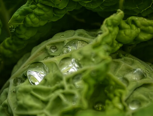 Cabbage leaves sprinkled with morning dew, Novi Sad, Serbia 