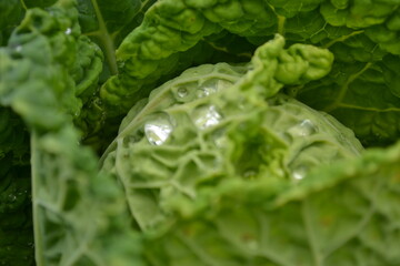 Cabbage leaves sprinkled with morning dew, Novi Sad, Serbia 