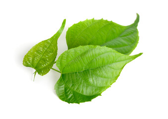 Young sprout Plukenetia volubilis, commonly known as sacha inchi, sacha peanut, mountain peanut, Inca nut or Inca-peanut