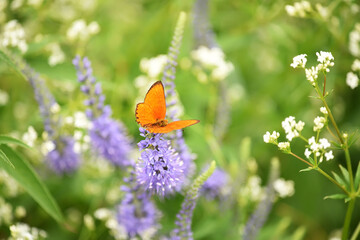 Lilac wildflowers in the meadow and a small red butterfly. Sunny beautiful summer meadow. Close-up.