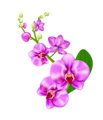 Naklejka na ściany i meble Orchid in realistic style in pink color, isolated on white background. Phalaenopsis, flowering, houseplant. Vector illustration