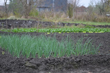 Obraz premium Private garden with sown young plants, Novi Sad, Serbia 