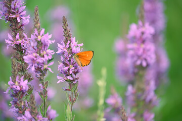 Lilac wildflowers in the meadow and a small red butterfly. Sunny beautiful summer meadow. Close-up.