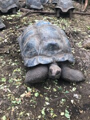 Obraz premium zanzibar africa