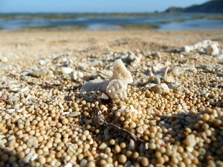 Close up of round sand and a sea shell with the beach in the background.