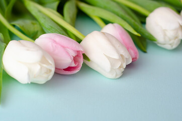 Beautiful pink and white tulips on blue ligth background. Spring morning concept. Waiting for spring. Happy Easter card