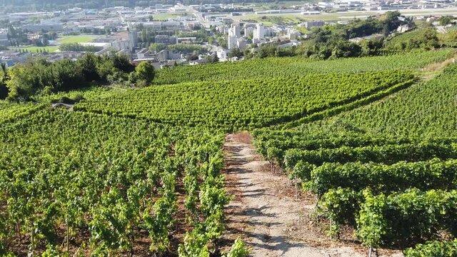 Aerial landscape of terraced vineyards in Sion, capital of canton of Valais, Switzerland. Spectacular scenery of rows of vines growing during the summer. Wine region with popular wine tasting tours.