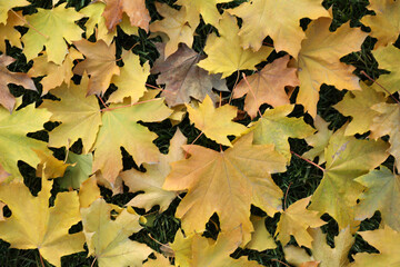 Pile of beautiful autumn leaves on grass, top view