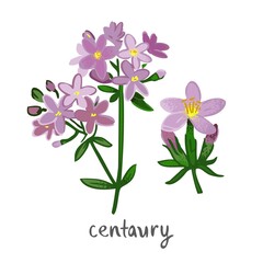 Centaury plant with flowers, leaves isolated on white. Field summer flower for alternative treatment, traditional medicine, home decor. Plant element for a bouquet of wild herbs. Vector illustration