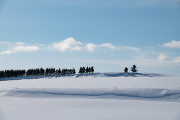 冬美瑛整列する木のある丘