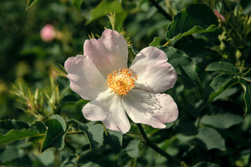 Obraz na płótnie Canvas A beautifully flowering rosehip bush. Wild rose close up.