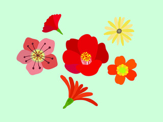 Colorful Spring Flower Picture Pattern
