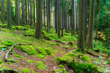 Summer pine forest in the early morning