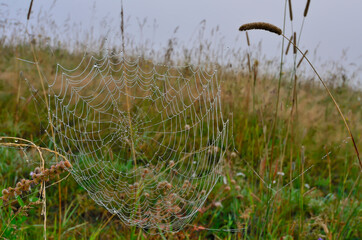 Spider's web with dew drops on blurred mysty autumnal morning background. Cobweb with brilliance of...